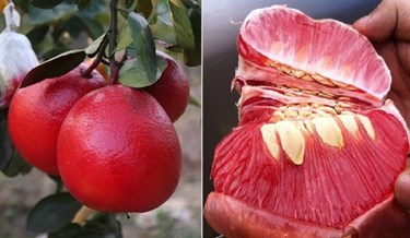 Cây bưởi đào thơm thảo